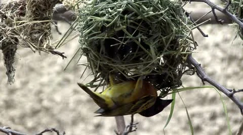 Bird building a nest Stock Footage 12437795