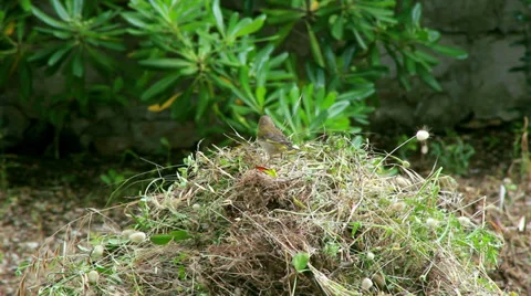 Bird building nest 스톡 동영상 36655123