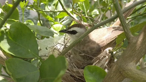 Bird building nest Stock Footage 123988292