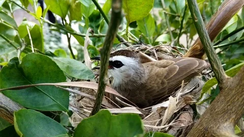 Bird building nest Stock Footage 123988545