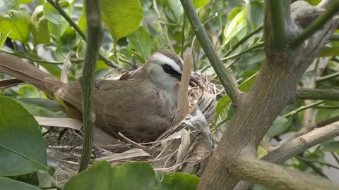 Bird building nest Stock Footage 123988548