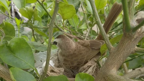 Bird building nest Stock Footage 123988592