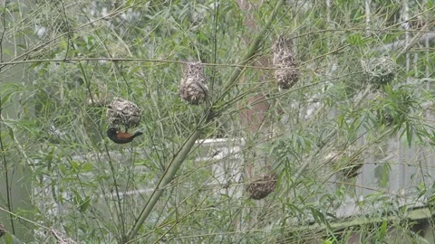 Bird builds nest in bamboo area during daytime Video stock 329263106