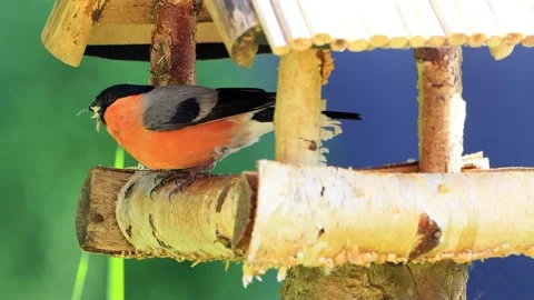 Bird bullfinch close up eats bird seed, Pyrrhula pyrrhula Stock Footage 218965330