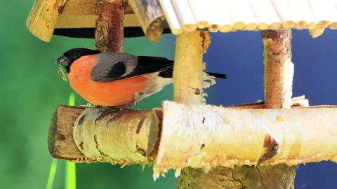 Bird bullfinch close up eats bird seed, Pyrrhula pyrrhula Stock Footage 221514374