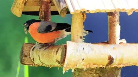 Bird bullfinch close up eats bird seed, Pyrrhula pyrrhula Stock Footage 221534163