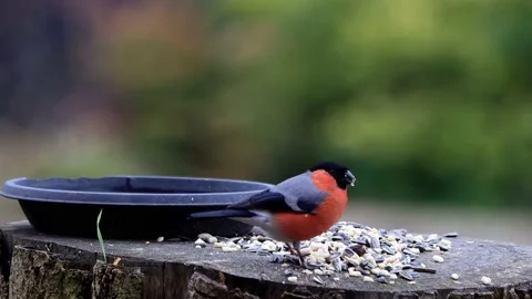 Bird bullfinch eats bird seed, Pyrrhula pyrrhula Stock Footage 173609349