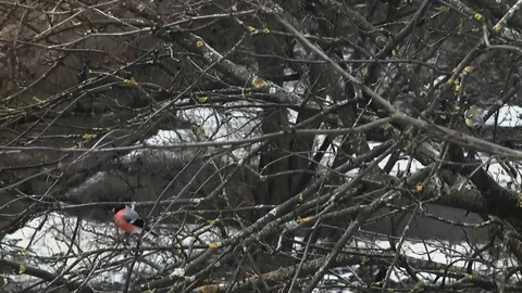 Bird. Bullfinch on tree Stock Footage 84173939
