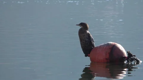 Bird on a buoy 스톡 동영상 263628099