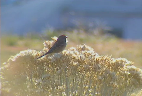 Bird in bush 01 Stock Footage 505218