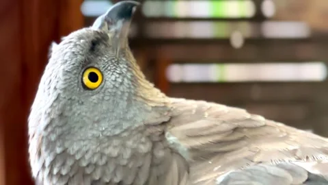 Bird buzzard kite close-up opens its beak. zoo Nizhny Novgorod. Russia Stock Footage 240500097