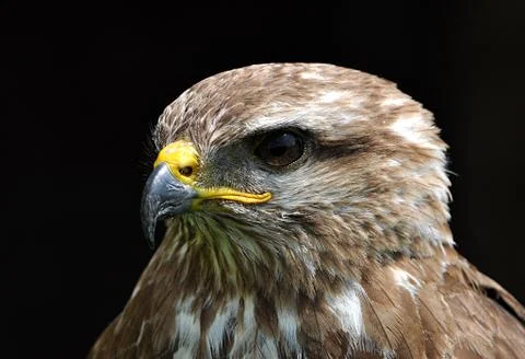 Bird -  buzzard Foto stock