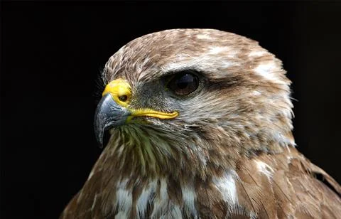 Bird - buzzard Stock Photos