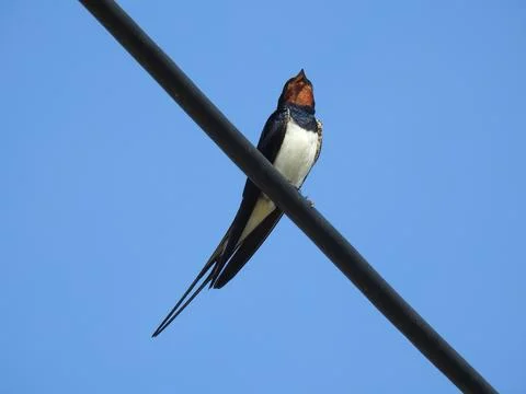 Bird on a cable Stock Photos