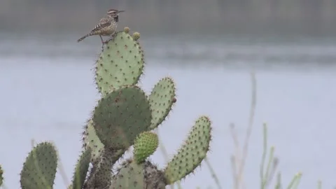 Bird on cactus Stock Footage