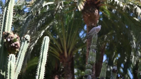 Bird on a cactus Stock Footage 326363472