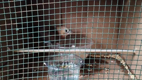 Bird in a cage behind wire mesh inside a wooden enclosure 스톡 동영상 348709268