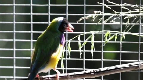 Bird in a cage eating Stock Footage 58572091