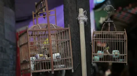Bird in cage Stock Footage 12448577
