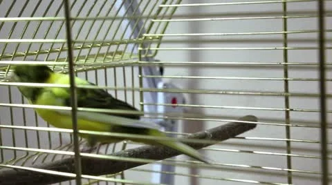 Bird in cage Stock Footage 12535737