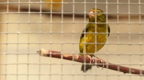 A bird in a cage Stock Footage 21929980