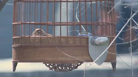 A bird in a cage Stock Footage 22178282