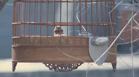 A bird in a cage Stock Footage 22181671