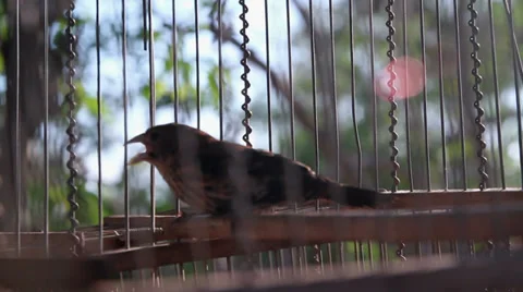 Bird in a cage. Stock-Footage 34332119
