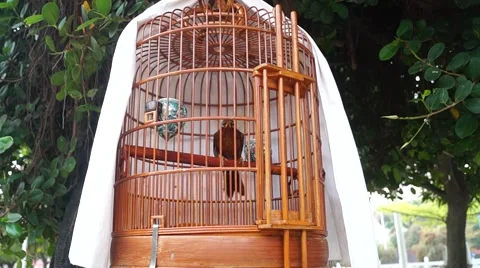 A bird cage Stock Footage 48021531