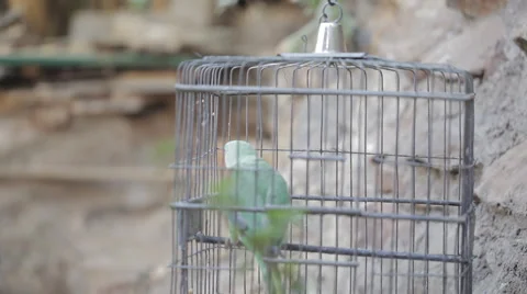 Bird in a cage Stock Footage 68998215