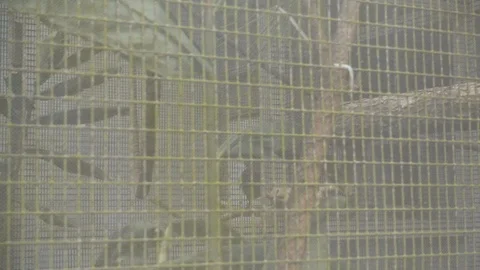 Bird In A Cage Stock Footage 104924393