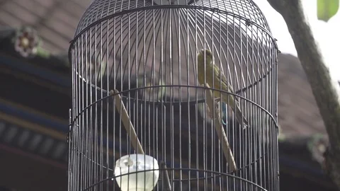 Bird In a Cage Stock Footage 106026814