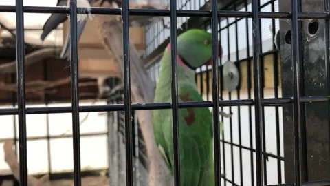 BIRD IN CAGE Stock Footage 135018298
