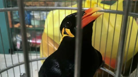 Bird in a cage Stock Footage 152943349
