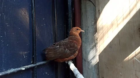 Bird in a cage Stock Footage 154544299
