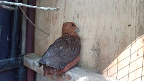 Bird in a cage Stock Footage 154544506