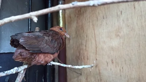 Bird in a cage Stock Footage 154544630
