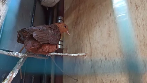 Bird in a cage Stock Footage 154545233