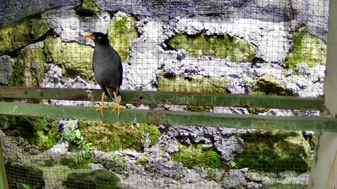 Bird in cage Stock Footage 167797748