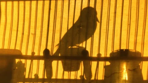 Bird in a cage Stock Footage 170555709