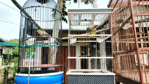 Bird in cage Stock Footage 211804487