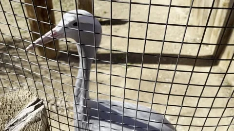 Bird in Cage Stock Footage 245767027