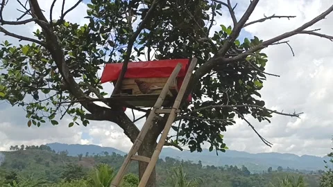 Bird Cage Stock Footage 268953353