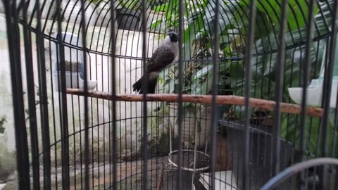 A bird in a cage Vidéo 283536206