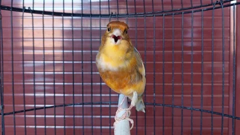 Bird in cage Stock Footage 285030014