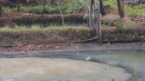 Bird in a cage Video stock 311613774