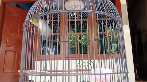 Bird in cage in front of house Stock Footage 295481076