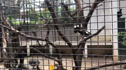 The bird cage is large and accommodates many birds Stock Footage 309597022