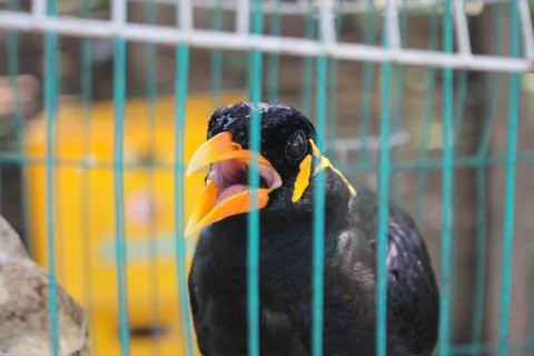 Bird cage myna bird talking Myna bird,black bird Stock Photos