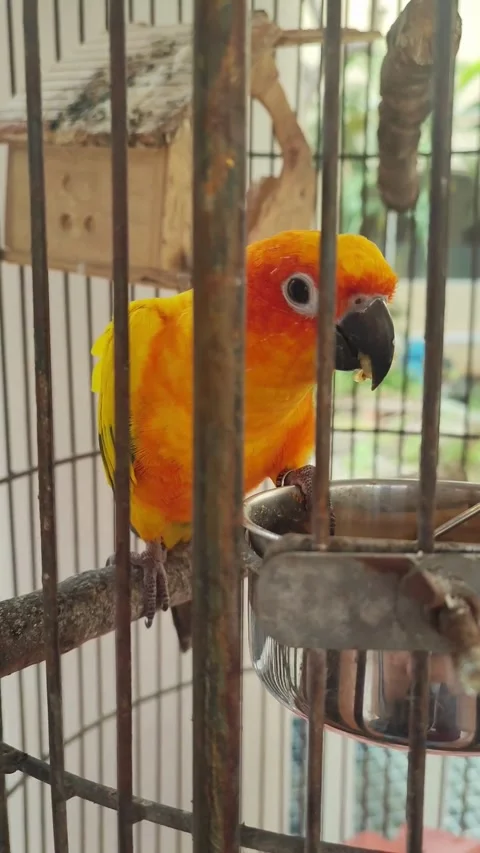 Bird cage for a parrot Stock Footage 300255256
